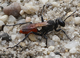 Prionyx parkeri